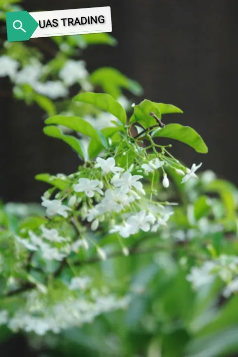 Water Jasmine Wrightia Religiosa 水梅花 Lazada