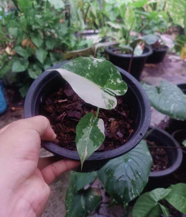 ไม้ด่าง-บอนหูช้างด่างขาว-alocasia-gageana-albo-variegated-คัดต้นด่างแล้วส่ง-ไม่ต้องลุ้น-กระถาง4นิ้วรากเดินดี-ต้นหูช้าง-ช้างขาว-ต้นช้างขาว-หูช้างด่าง-รอดแล้วรากเดินดี-รดน้ำวันละครั้ง-ชอบที่ล่มรำไร-ไม่ค