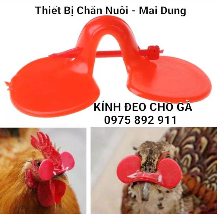 Chim Trĩ 7 màu, bán chim Trĩ 7 màu, Trại Chim Trĩ 7 màu | Ho Chi Minh City