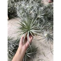 ??โปรโมชั่น 10 ต้น?? Tillandsia Cotton candy คอตตอนแคนดี