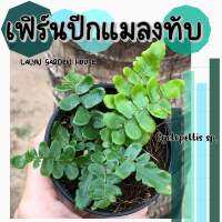 ? เฟิร์นปีกแมลงทับ Cyclopeltis sp. ?? ใบมีเกล็ดปกคลุมอย่างหนาแน่น เป็นไม้ที่มีเอกลักษณ์ ที่น่าสะสมและน่ารักมากๆค่ะ