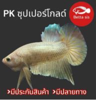 ปลากัด ซุปเปอร์โกล ชาย คัดเกรด มีประกันสินค้า