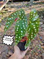 บีโกเนีย มังกรสยาม บีโกเนียลายจุด มาคูลาต้า Begonia Maculata