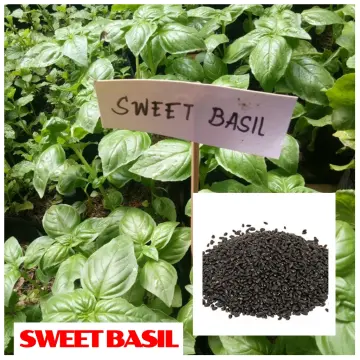 Shop Lazada Basil Seeds with great discounts and prices online