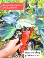 แบล็คมาร์เบิล (ต้ดสด) Colocasia Black Marble