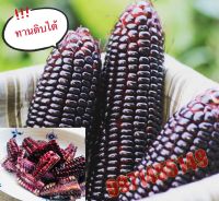 เมล็ดข้าวโพดม่วง Purple Corn เมล็ดพันธุ์ข้าวโพดม่วงหวานฮันนี่ ทานดิบได้ เมล็ดข้าวโพดสีม่วง เมล็ดข้าวโพด