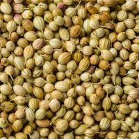 เมล็ดผักชี (Coriander seeds) น้ำหนัก 300กรัม สำหรับป (dhaniya seed) 300g