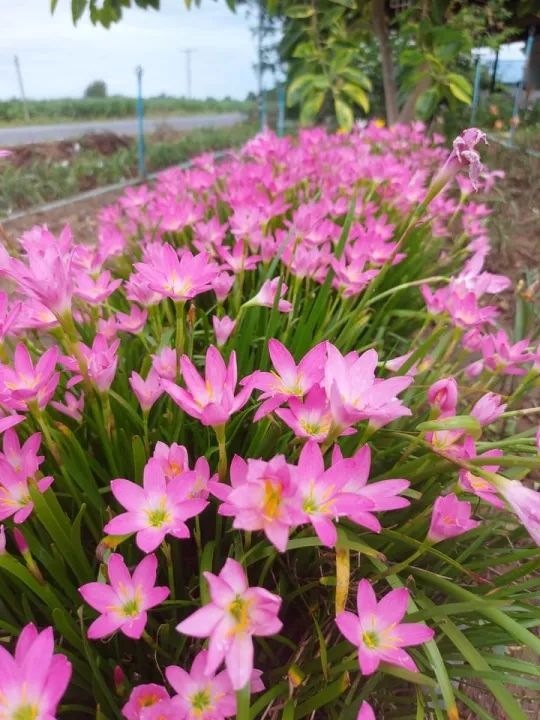 ดอกบัวดินสีชมพูพันธุ์โรเซีย1ชุด10หัวพันธุ์ไม้ดอกไม้ประดับไม้หายาก