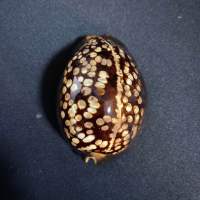 เปลือกหอยสวยๆ คอลเลกชันหอยสังข์ Turtle cowrie shell black conch 6-8cm