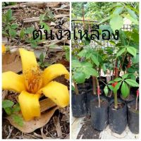 ต้นงิ้วเหลือง เสียบยอด สูง 30-40ซม. ในถุงขนาด3.5×9นิ้ว