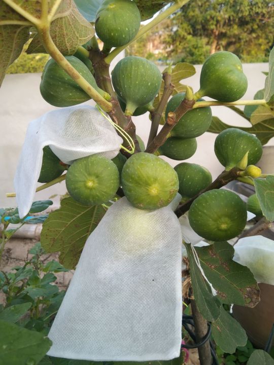 ถุงห่อผลไม้กันเเมลง-ถุงห่อมะเดื่อฝรั่ง-มะยงชิด-มะปราง-figs-แพ็ก-20ใบ-ถุงห่อผลไม้กันแมลง