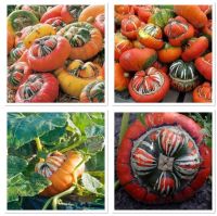 เมล็ดพันธุ์ ฟักทอง เติร์กเทอร์บาน (Turks Turban Squash Seed) บรรจุ 5 เมล็ด ทรงแปลกสะดุดตา ทานได้