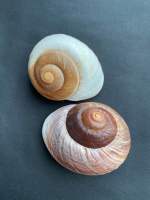 bread conch shell sea snail 6-8cm 99baht/1