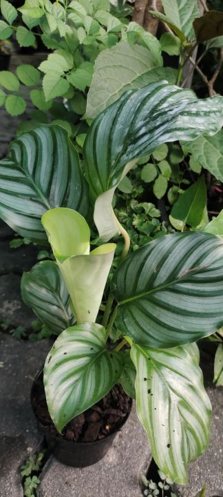 ต้นไม้มงคลสวย-ๆ-คล้าใบตอง-calathea-orbifolia-ใบใหญ่กว่าเดิมฟอร์มสวย-ๆ-ในกระถาง-5นิ้ว-สวย-ๆ-ราคาเดิมใจ