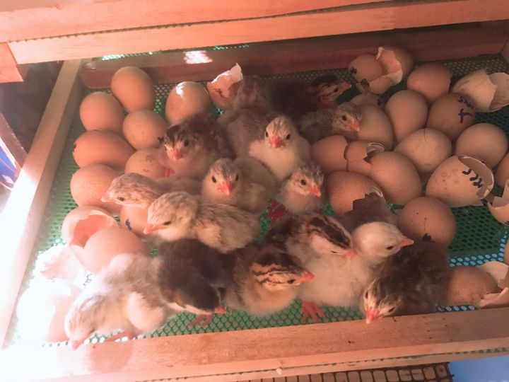 ไข่ไก่ต๊อก-เก็บใหม่ทุกวัน-สำหรับฟัก-ชุดละ-10-ฟอง-ราคา-536-บาท-ระยะฟัก-25-28-วัน