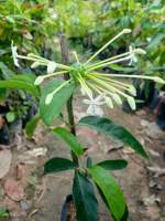 ต้นพุดบุญรักษา ดอกสีขาวกลิ่นหอมมาก หอมไกล ติดดอกดก ดอกออกตลอดปี สูง50-60ซ.ม