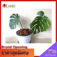 Uland มอนสเตอร่าไทยคอน monstera thai constellation ต้นไม้ด่าง ต้นไม้ฟอกอากาศ ต้นไม้สวยงาม ประดับตกแต่งสวยงาม