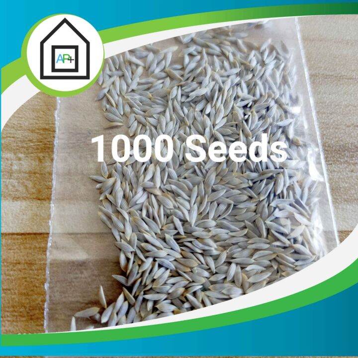 Xanadu mini romaine lettuce seeds by Enza Zaden (Repacked) Lazada PH