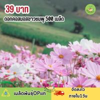 เมล็ดพันธุ์ดอกคอสมอส คละสีขาวกับชมพู