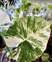 ปลูกไว้เผื่อรากราคากลับมา ไม้แลกรถ บอนหูช้างด่างขาว Alocasia Gageana Albo Variegated (คัดต้นด่างแล้วส่ง) ไม่ต้องลุ้น กระถาง4นิ้วรากเดินดี ต้นหูช้าง ช้างขาว ต้นช้างขาว หูช้างด่าง รอดแล้วรากเดินดี รดน้ำวันละครั้ง ชอบที่ล่มรำไร ไม่ค่อยโดนแดดจัด