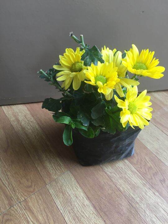 Live Plant Malaysian Mum Herbera Malaysian mums Florist Daisy Yellow Indoor Plant Flowering