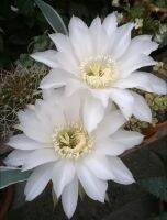 อิชินอป ดาวล้อมเดือน echinopsis colochlora