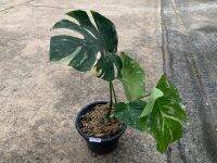 ต้น Monstera Thai Constellation (ไม่รับจัดส่งแบบเก็บเงินปลายทางนะครับ) ChayTongAong