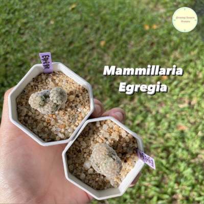 [MAMM18] Mammillaria Egregia ไม้เพาะเมล็ด แคคตัส กระบองเพชร แมมมิลลาเรีย แมมอีเกอเกีย