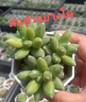 Pachyphytum Compactum/กุหลาบหินเจียระไน/ไม้หายาก/ไม้อวบน้ำ/ไม้วางใบฟอร์มก่อกระถางสองนิ้วส่งทั้งกระถาง