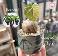 โขดองุ่นป่าAmpelocissus《อิโก่ย 》 ไม้โขดหายากยอดนิยม ใบหยักคล้ายองุ่นปทั่วไป นิยมเลี้ยงเพื่อสวยงาม