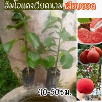 ส้มโอแดงเวียดนาม
ต้นละ99บาทกิ่งสูง35-50ซม
? สีเปลือกผลเป็นสีแดงสดใส เปลือกผลบาง และนิ่ม เนื้อในสีแดง รสชาติหอม หวาน ติดผลดกเกือบทั้งปี
2-3ปีให้ผลผลิต
?ปลูกง่าย ทนต่อสภาพอากาศ สีสวย รสชาติหวานอร่อยเนื้อสีแดง (รสชาติคล้ายๆส้มโอแดงทับทิมสยาม)