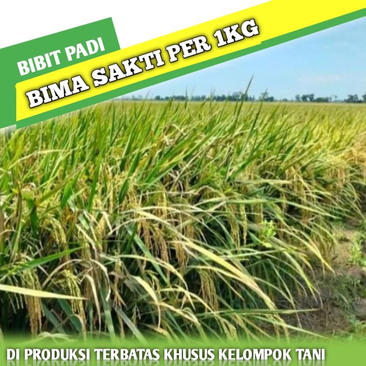 Bibit Padi Unggul Jenis Padi Bima Sakti 1kg Lazada Indonesia