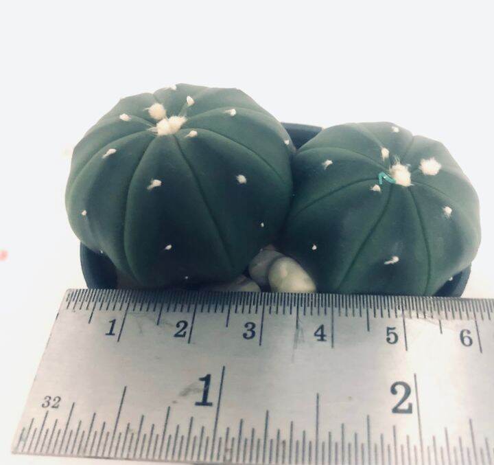 แคคตัส-แอสโตร-astrophytum-asterias-กระถาง-2-ต้น