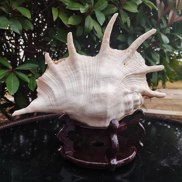 Natural Super Large Conch Spider Conch Trumpet Conch Shell Whistle ...