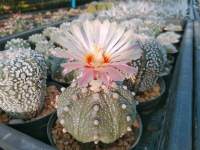 เอสโตรไฟตั้ม ไม้เมล็ด ไม้เมล็ด แคคตัส ไม้อวบน้ำ  Astrophytum