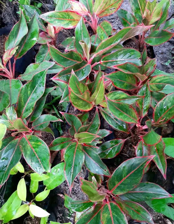Aglaonema Red Lipstick Well Rooted Actual Photo | Lazada PH