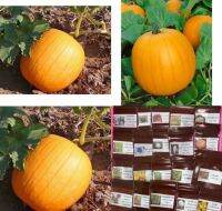 เมล็ดพันธุ์ ฟักทอง ฮาโลวีน แจ๊คโอแลนเทิร์น Jack O Lantern ?? Pumpkin บรรจุ 5 เมล็ด