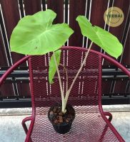 Colocasia maui gold เมาอิโกล บอนนอก ต้นแข็งแรงรากแน่นทุกกระถาง