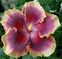 เมล็ดพันธุ์ชบาไต้หวัน มอร์นิ่ง กลอรี่ (Morning Glory Taiwan Hibiscus Seed)บรรจุ 10 เมล็ด ของแท้ คุณภาพดี นำเข้าจากต่างประเทศ