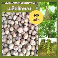 เมล็ดสักทอง 100 เมล็ด เมล็ดต้นไม้ สักทอง เมล็ดไม้ป่าเศรษฐกิจ เมล็ดพันธุ์