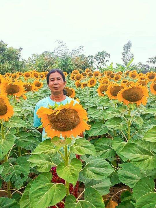 เมล็ดพันธุ์ทานตะวันอะควอร่า6-บรรจุ-1500-เมล็ด-ปลูกโชว์ดอก-ให้ผลผลิตสูง