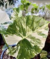 ไม้แร บอนหูช้างด่างขาว Alocasia Gageana Albo Variegated (คัดต้นด่างแล้วส่ง) ไม่ต้องลุ้น กระถาง4นิ้วรากเดินดี ต้นหูช้าง ช้างขาว ต้นช้างขาว หูช้างด่าง รอดแล้วรากเดินดี รดน้ำวันละครั้ง ชอบที่ล่มรำไร ไม่ค่อยโดนแดดจัด