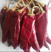 เมล็ดพันธุ์ พริก yidu แดง จีน (Yidu Red Chilli Seed) บรรจุ 50 เมล็ดเนื้อหนา สีแดงเข้ม เหมาะสำหรับหม่าล่า