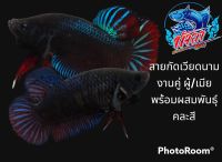 ปลากัดสายกัดเวียดนาม แพ๊ค1คู่ ชาย/หญิง คละสี  มีประกันสินค้า