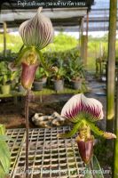 Paph.callosum ; รองเท้านารีคางกบ  เป็นไม้เมล็ดเลี้ยงในกระถางขนาด 6 นิ้ว มีดอกตูม1 ดอก ดอกบาน 1 ดอก มีหน่อใหม่ 2 หน่อ ต้นแข็งแรง รากเดินดีมาก ส่งทั้งกระถางหรือตามคำสั่งลูกค้าค่ะ