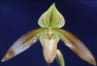 Paph.Sukhakulii"sangwan2" x Paph.philippinense2904 รองเท้านารีลูกผสมดอกตามภาพขนาดกระถาง 2 นิ้ว