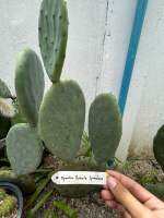 (ตัดสด) โอพันเทียโรบัสต้าสไปน์เลส opuntia robusta spineless กระบองเพชรกินใบกินผล