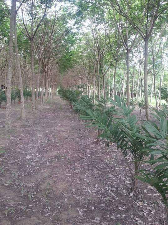 ชุด-50-ต้น-ต้นสละอินโด-พันธุ์สายน้ำผึ้ง