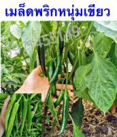 พริกหนุ่มเขียวเมล็ดพันธุ์พริกหนุ่มเขียว งอกง่าย? ขึ้นไว?ผลดกมาก