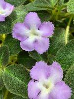 พรมญี่ปุ่น Episcia Lilacina? พรมญี่ปุ่นดอกสีม่วง ใบสีเขียว